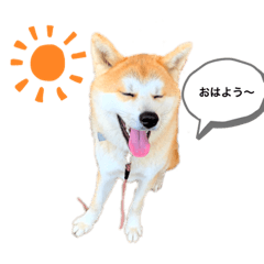 akitainu Sakura stamp