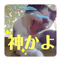 imo_20191119202151