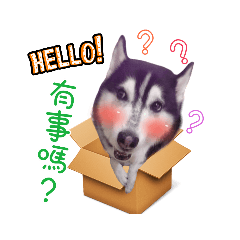 胖妹❤少爺