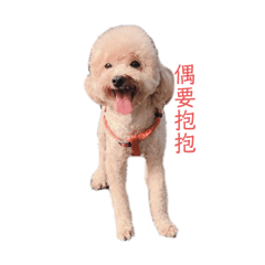淘氣貴賓犬～米米
