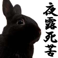 Bad Rabbits "Musan"