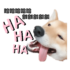 土狗哥哥柴犬弟