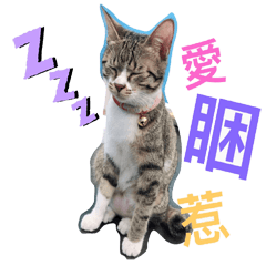 Cat Meow Meow life – Stickers LINE | LINE STORE