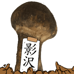 松茸研究家影沢さんのマツタケ