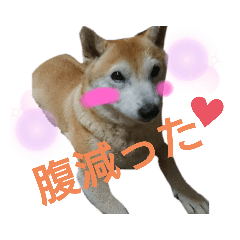 Shiba Inu_20191120060230