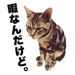 Chato the cat.