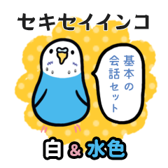 Budgerigar Basic talk (white&blue)