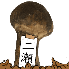 松茸研究家二瀬さんのマツタケ