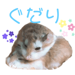 cat_20191120170119