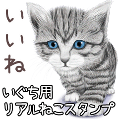 いぐち用リアルかわいい猫