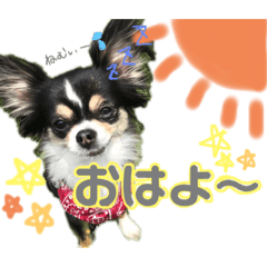 pyon_20191121023540