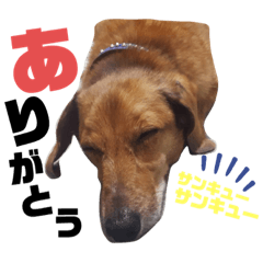 yayoi_20191121014649