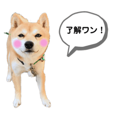 nene_20191120231319