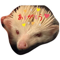 Hedgehog everyday!!:)