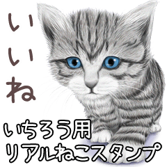 Ichirou Real pretty cats
