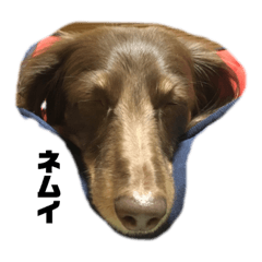 HanaMomo_20191119213639