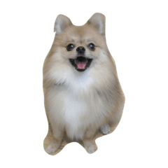 Akiko_20191120111718