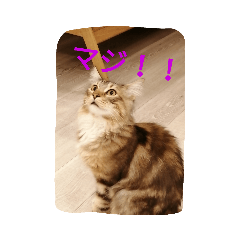 Nanami_20191112155603