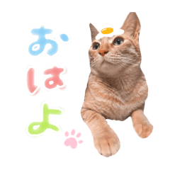 cute baby cat "Chibisuke"