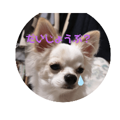 maron_20191121184325
