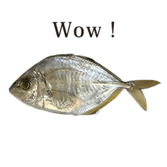 sakana A fish 5