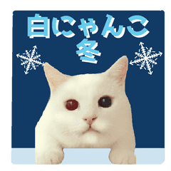Winter white cat