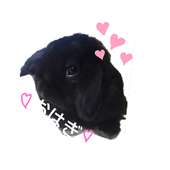 rabbit  OHAGI