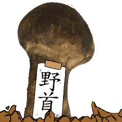 松茸研究家野首さんのマツタケ