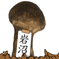 松茸研究家岩沼さんのマツタケ
