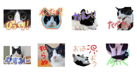 おネコさまスタンプ Lineクリエイターズスタンプ Stamplist