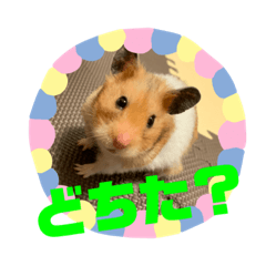 akane_20191120201439