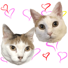 Photo Sticker of two cat4