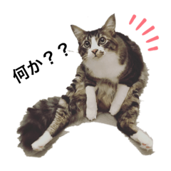 Shima*_20191122205249