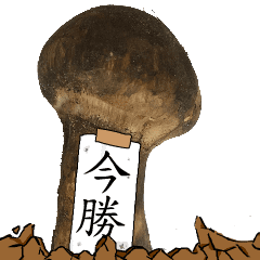 松茸研究家今勝さんのマツタケ