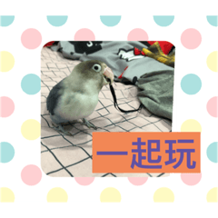 多多第三發