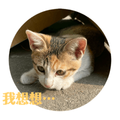 喵ㄨ～