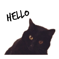 Black Cat Mel