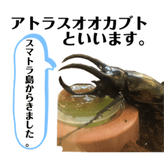 昆虫 Lineクリエイターズスタンプまとめ Stamplist 昆虫 Lineクリエイターズスタンプまとめ Stamplist