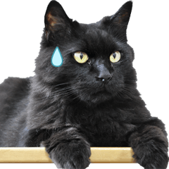 A black cat Pao's daily life