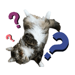 yukari_20191123190829