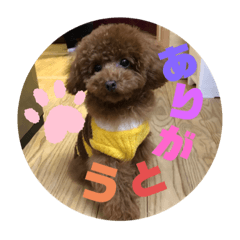 Dog_20191123191054