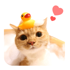 scottish ohana sticker