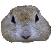 Chaso_20191123182536