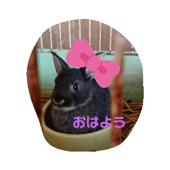 sumire_20191123230354