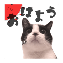 Can use easy sticker of cats and rabbit