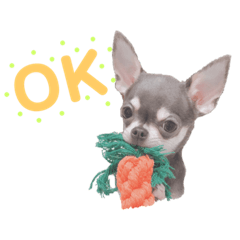 adelechihuahua