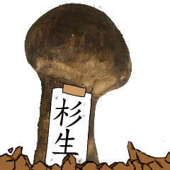 松茸研究家杉生さんのマツタケ
