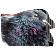 Mochi_20191124140700