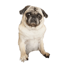 Dog_20191124145433gbhjvdhcthcrhvrh