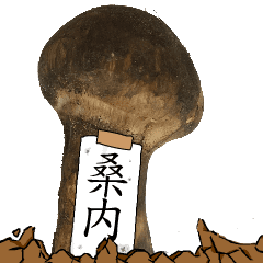 松茸研究家桑内さんのマツタケ